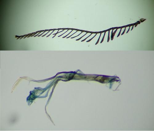 Incurvaria pectinea